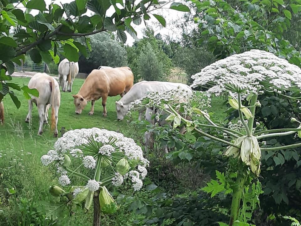 Hotel Berg En Dal Epen Dış mekan fotoğraf